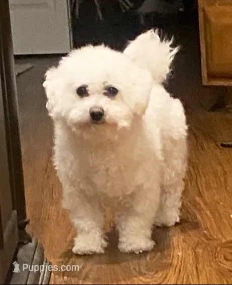 Birdie, a female Bichon Frise and Miniature Dachshund for sale in Lebanon, PA – 2 of 3