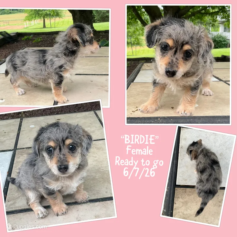 Birdie – Bichon Frise, Miniature Dachshund puppy for sale in Lebanon, PA