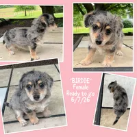 Birdie, a female Bichon Frise and Miniature Dachshund for sale in Lebanon, PA – 1 of 3