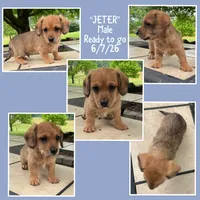 Jeter, a male Bichon Frise and Miniature Dachshund for sale in Lebanon, PA – 1 of 3