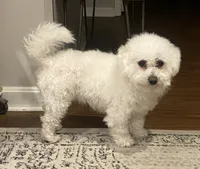 Frizzy, a female Bichon Frise for sale in Lebanon, PA – 2 of 2