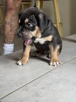 XL AMERICAN BULLY Female (FETTY❌BLACK💎), a female American Bully for sale in Hahira, GA – 2 of 5