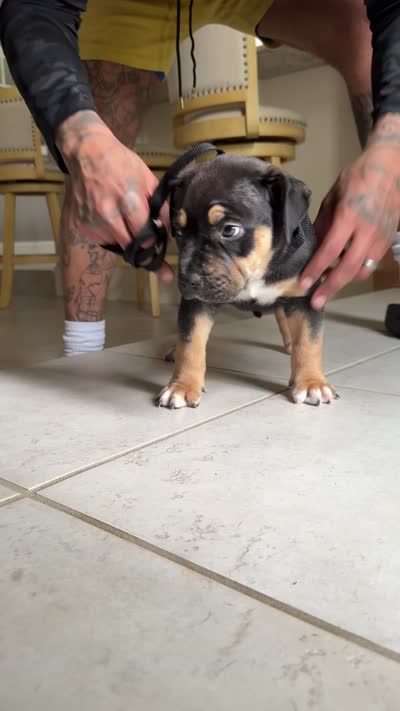 XL AMERICAN BULLY Female (FETTY❌BLACK💎), a female American Bully for sale in Hahira, GA – 5 of 5
