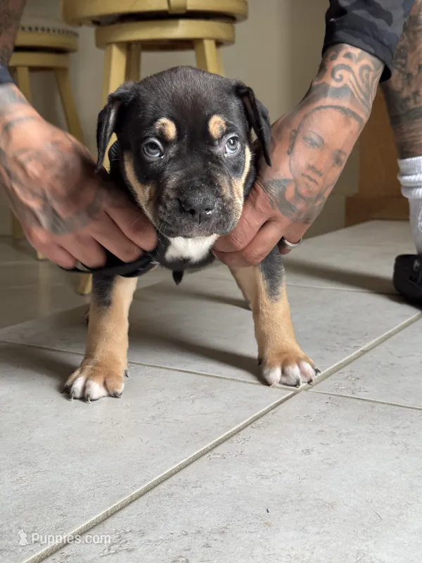 XL AMERICAN BULLY Female (FETTY❌BLACK💎) – American Bully puppy for sale in Hahira, GA