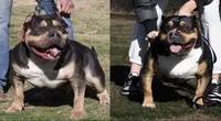 XL AMERICAN BULLY Female (FETTY❌BLACK💎), a female American Bully for sale in Hahira, GA – 4 of 5