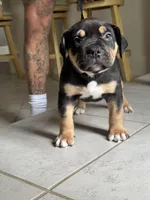 XL AMERICAN BULLY Female (FETTY❌BLACK💎), a female American Bully for sale in Hahira, GA – 3 of 5