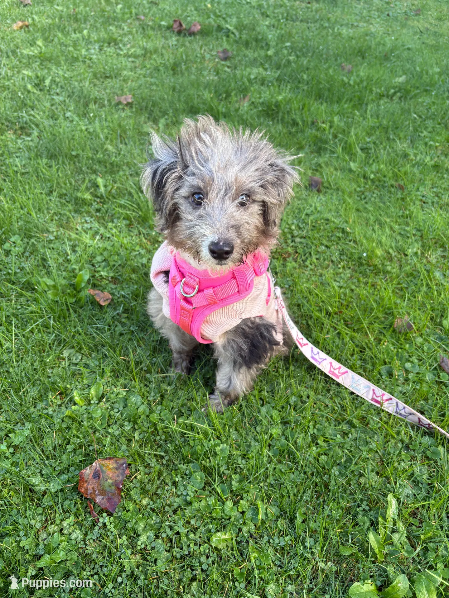Chanel – Double Doodle puppy for sale in Johnstown, NY