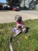 Chanel, a female Double Doodle for sale in Johnstown, NY – Photo 5 of 5