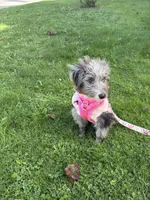 Chanel, a female Double Doodle for sale in Johnstown, NY – Photo 2 of 5