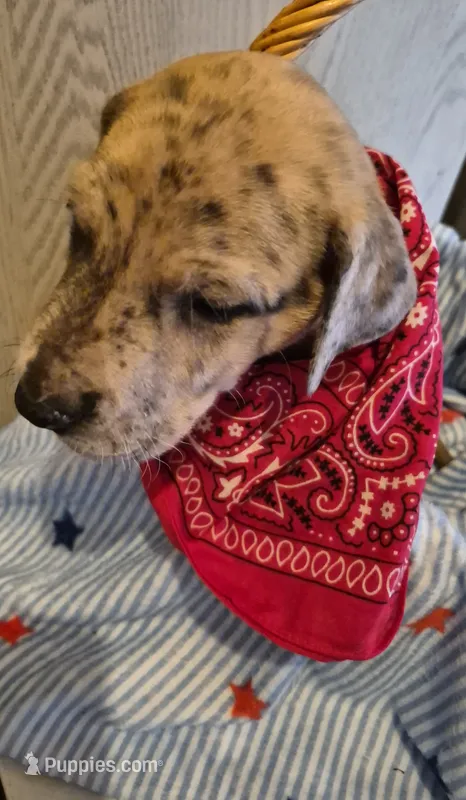 Luke – Great Dane puppy for sale in Pittsburg, KS