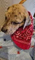 Luke, a male Great Dane for sale in Pittsburg, KS – 1 of 2