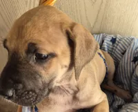 Willy, a male Great Dane for sale in Pittsburg, KS – 1 of 1