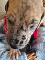 Beau, a male Great Dane for sale in Pittsburg, KS – 2 of 3
