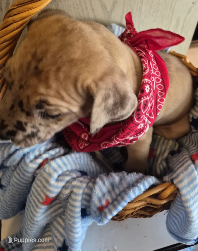 Beau – Great Dane puppy for sale in Pittsburg, KS
