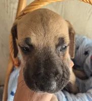 Haus, a male Great Dane for sale in Pittsburg, KS – 3 of 3