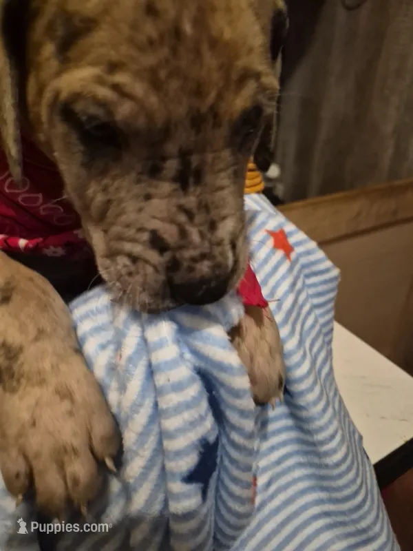 Mason – Great Dane puppy for sale in Pittsburg, KS