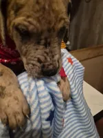 Mason, a male Great Dane for sale in Pittsburg, KS – 1 of 2