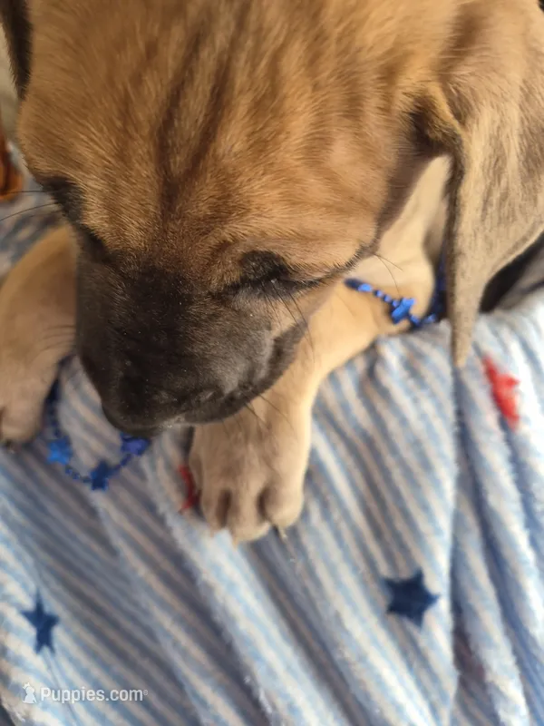 Haus – Great Dane puppy for sale in Pittsburg, KS