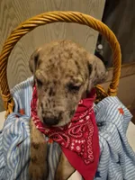 Mason, a male Great Dane for sale in Pittsburg, KS – 2 of 2