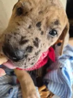 Beau, a male Great Dane for sale in Pittsburg, KS – 3 of 3