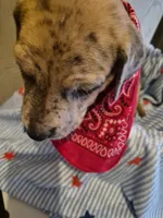 Luke, a male Great Dane for sale in Pittsburg, KS – 2 of 2