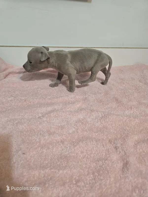 Guy – American Staffordshire Terrier, American Pit Bull Terrier puppy for sale in Ocala, FL