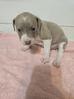Sara, a female American Staffordshire Terrier and American Pit Bull Terrier for sale in Ocala, FL – 2 of 4