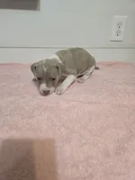 Sara, a female American Staffordshire Terrier and American Pit Bull Terrier for sale in Ocala, FL – 4 of 4