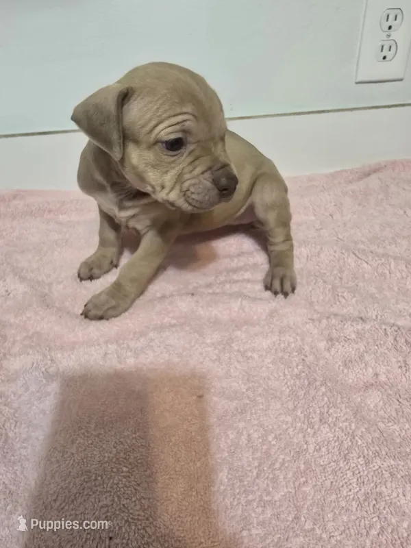 Lexi – American Staffordshire Terrier, American Pit Bull Terrier puppy for sale in Ocala, FL