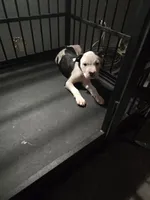 U can name him., a male American Staffordshire Terrier for sale in Ocala, FL – 3 of 4