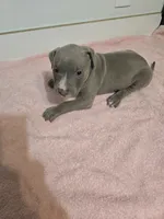 Ivy, a female American Staffordshire Terrier for sale in Ocala, FL – 3 of 4
