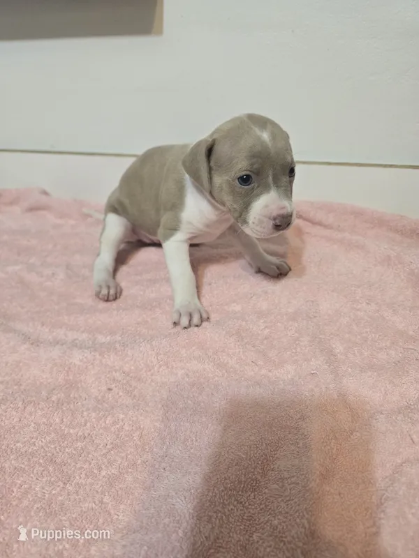 Sara – American Staffordshire Terrier, American Pit Bull Terrier puppy for sale in Ocala, FL