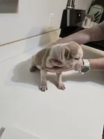 processed/fdab6277-8319-4f5d-bb2a-816307ded37c/listing/55a85263-4298-4c88-a5db-f43b7c583c00/dbe69cc2-92ef-4a95-9715-cefdfc01fef9