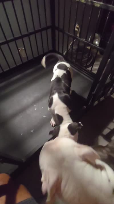 U can name him., a male American Staffordshire Terrier for sale in Ocala, FL – 4 of 4