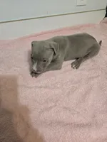 Ivy, a female American Staffordshire Terrier for sale in Ocala, FL – 4 of 4