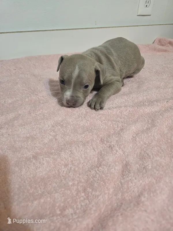 Cody  – American Staffordshire Terrier, American Pit Bull Terrier puppy for sale in Ocala, FL