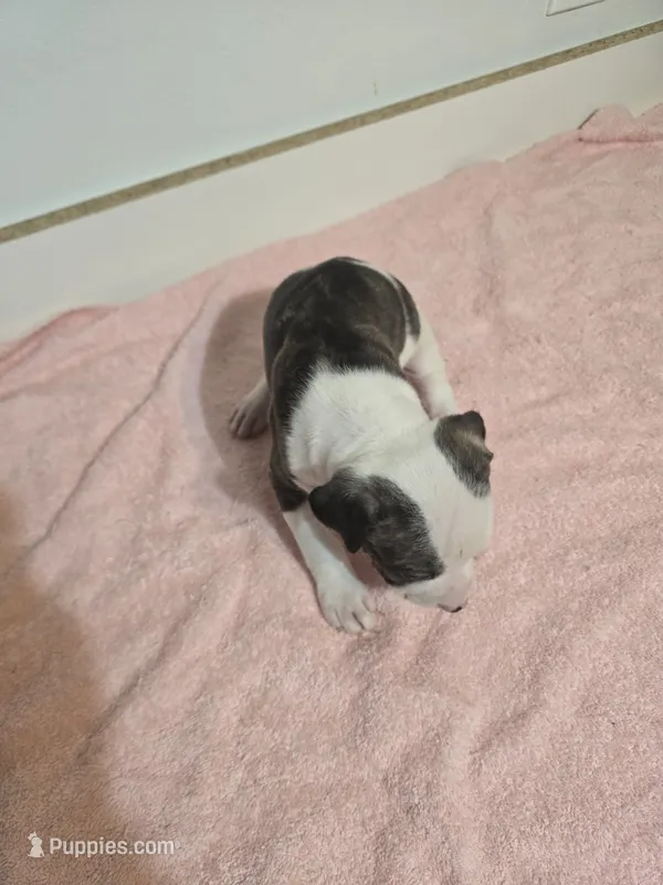 Mason  – American Staffordshire Terrier, American Pit Bull Terrier puppy for sale in Ocala, FL
