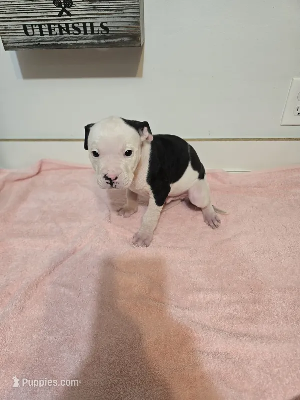 Bolt – American Staffordshire Terrier, American Pit Bull Terrier puppy for sale in Ocala, FL