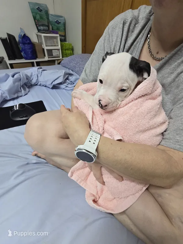 U can name him. – American Staffordshire Terrier puppy for sale in Ocala, FL