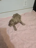 Lexi, a female American Staffordshire Terrier and American Pit Bull Terrier for sale in Ocala, FL – 4 of 4