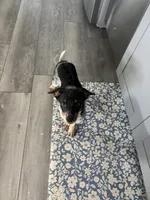 Milo, a male Australian Cattle Dog and Australian Shepherd for sale in Illinois City, IL – 3 of 4