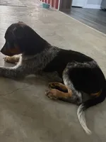 Milo, a male Australian Cattle Dog and Australian Shepherd for sale in Illinois City, IL – 4 of 4