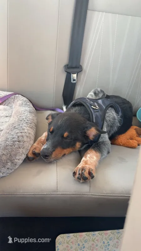 Milo – Australian Cattle Dog, Australian Shepherd puppy for sale in Illinois City, IL