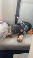 Milo, a male Australian Cattle Dog and Australian Shepherd for sale in Illinois City, IL – 1 of 4