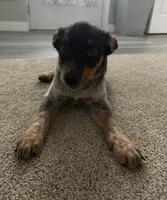 Milo, a male Australian Cattle Dog and Australian Shepherd for sale in Illinois City, IL – 2 of 4