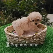 choco – Poodle - Miniature  puppy for sale in Burbank, CA