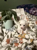 Snow White , a female Chihuahua for sale in Hampton, GA – Photo 3 of 4