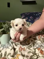 Snow White , a female Chihuahua for sale in Hampton, GA – Photo 2 of 4