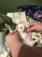 Snow White , a female Chihuahua for sale in Hampton, GA – Photo 1 of 4