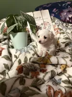 Snow White , a female Chihuahua for sale in Hampton, GA – Photo 4 of 4